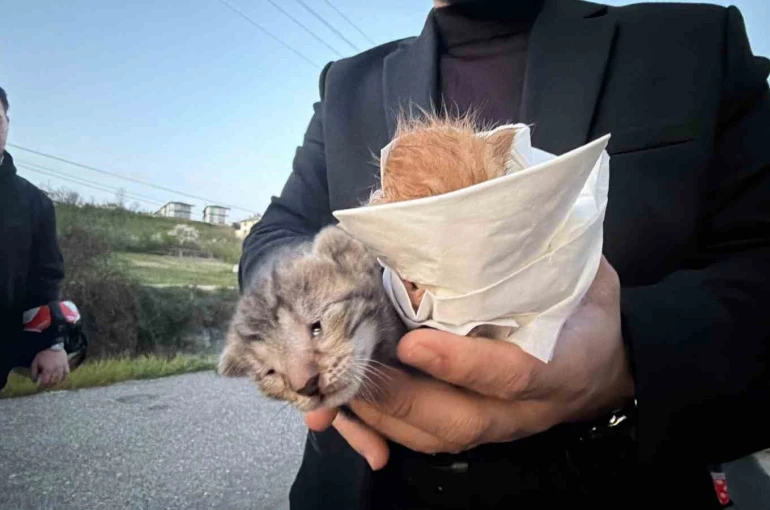 Küçük kızın duyarlılığı sayesinde 2 yavru kedi kurtarıldı