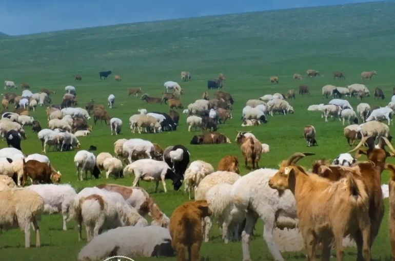 Küçükbaş hayvancılığa 100 hayvan desteği