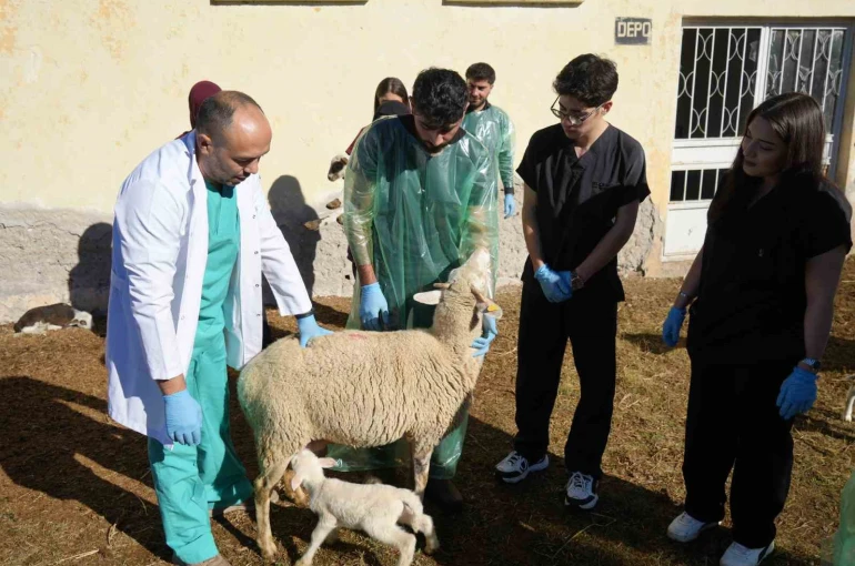 Küçükbaş hayvancılığa akademik dokunuş: 13 koyun 24 süt kuzusu doğurdu