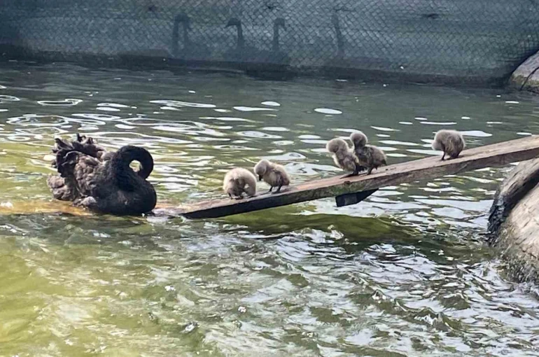 Kuğulu Park’ın 5 yavru kuğusu ziyaretçilerin gözdesi oldu 
