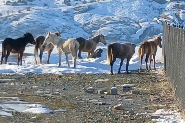 Kulp’ta aç kalan yaban atları grup halinde merkeze indi