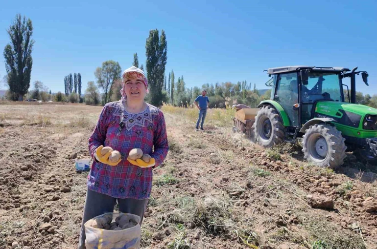 Kümbet’te yetiştirilen doğal patatesin hasadı başladı