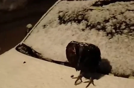 Kümesine giremeyen tavuk otomobil üzerine yumurtladı 