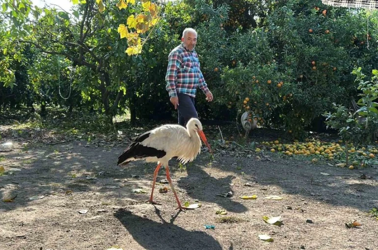 Kümeste tavuklarla birlikte yaşayan leylek, balıkla besleniyor 