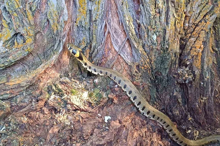 Küpeli su yılanı Tercan’da görüntülendi