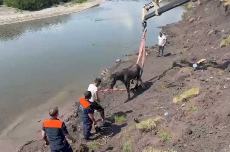 Kura Nehri’nde bataklığa saplanan at vinç yardımıyla kurtarıldı 