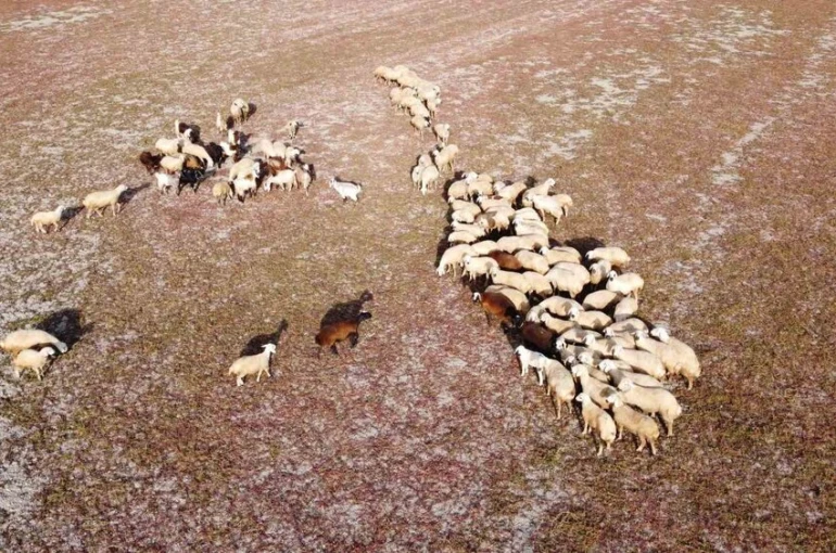Kuraklığın vahim tablosu: Kuruyan baraj havzasında hayvanlar otlatılıyor