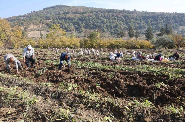 Kuraklık nedeniyle verimin yarı yarıya düştüğü tatlı patateste son hasat yapıldı 