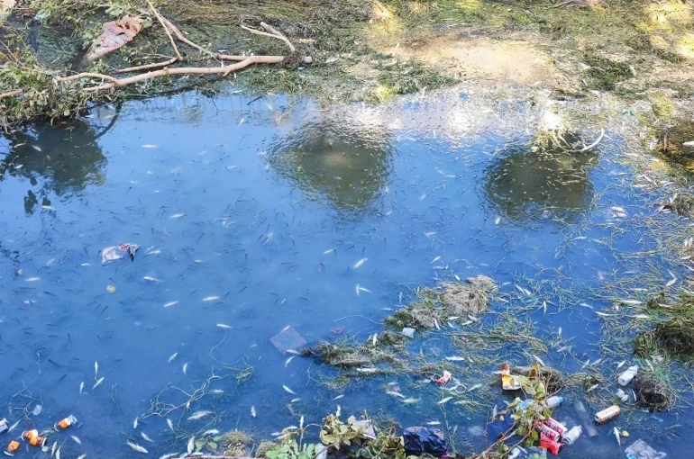 Kuraklık ve kirlilik nedeniyle sulama kanalındaki yüzlerce balık telef oldu 