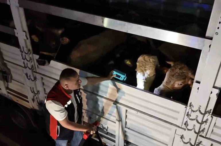 Kurban Bayramı öncesi İstanbul’da sevk noktalarında yoğun mesai 