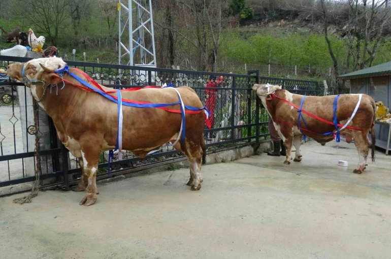 Kurban Bayramı yaklaşırken tonluk kurbanlıklar satışta 