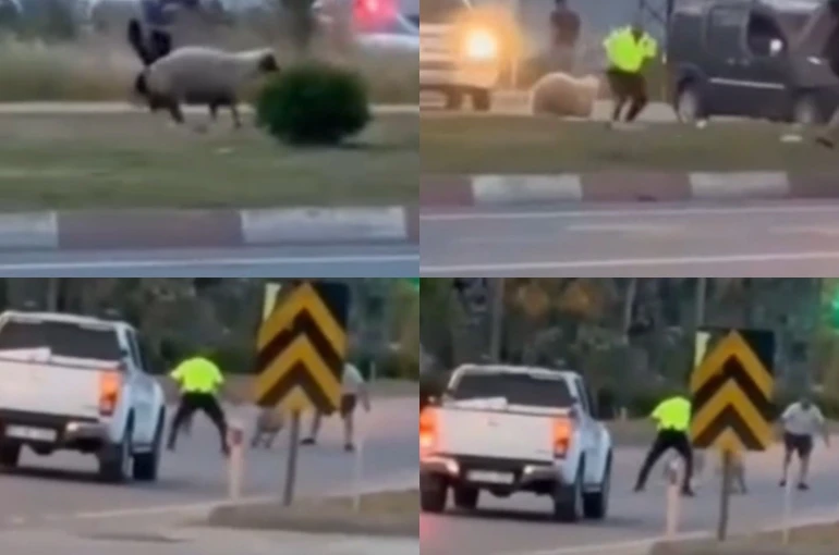 Kurbanlık koyun kaçtı, polislerin yardımıyla yakalandı 