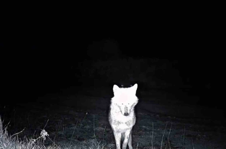 Kurt, çakal, karaca ne ararsan var, yaban kedisi bile var 