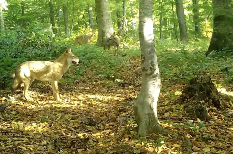 ’Kurtlar konseyi’ Uludağ’da toplandı 