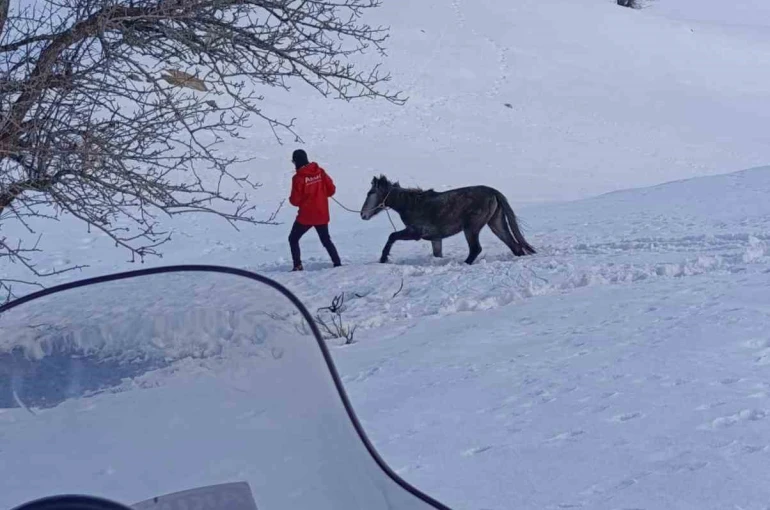 Kurtların saldırısına uğrayan ve dağda mahsur kalan at kurtarıldı 