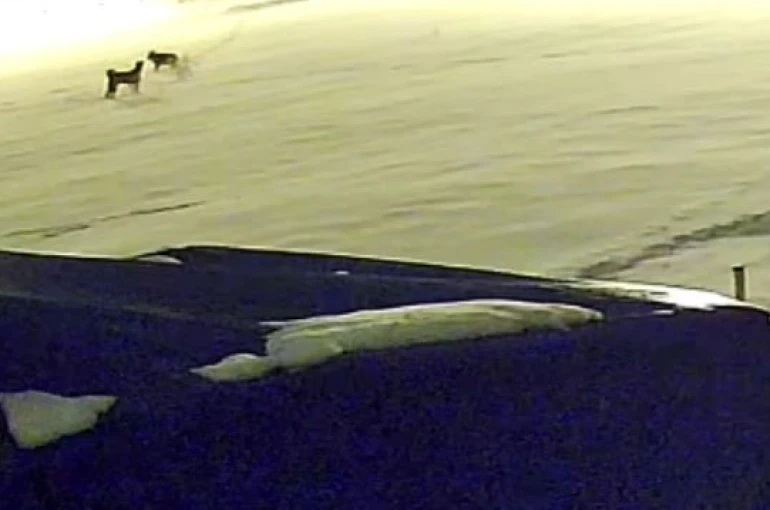 Kurtlarla dövüşen köpekten geriye postu kaldı