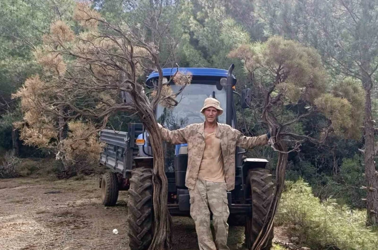 Kuru Geven köylünün gelir kaynağı oldu 