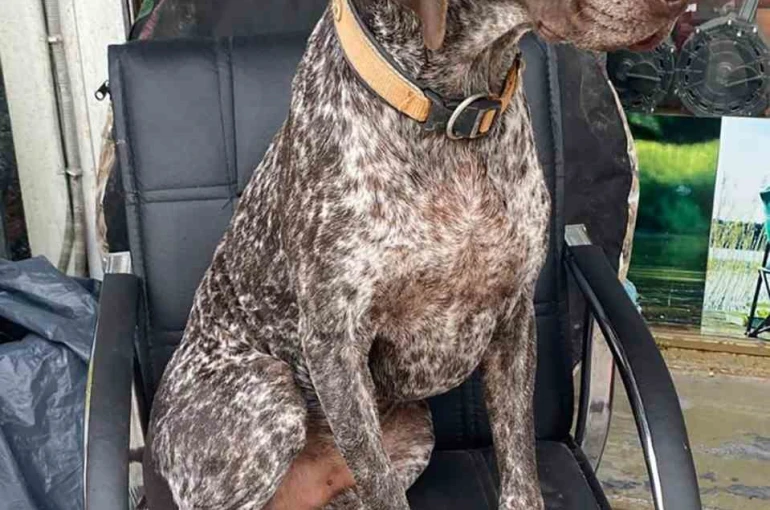 Kurzuar cinsi av köpeği kayboldu 