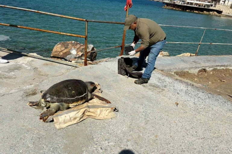 Kuşadası Körfezi’nde ‘deniz kaplumbağası’ alarmı 