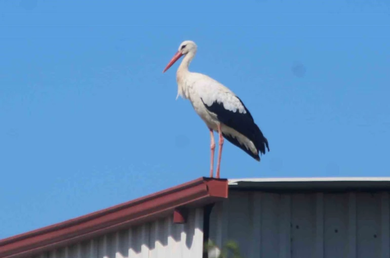 Kuşadası’na ilk defa leylek geldi