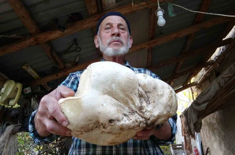 Kütahya’da 3 kilo dev mantar bulundu 