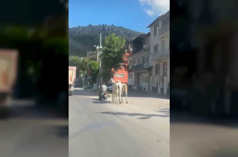 Kütahya’da atları motosikletine bağlayarak ilerleyen sürücü kameraya yansıdı