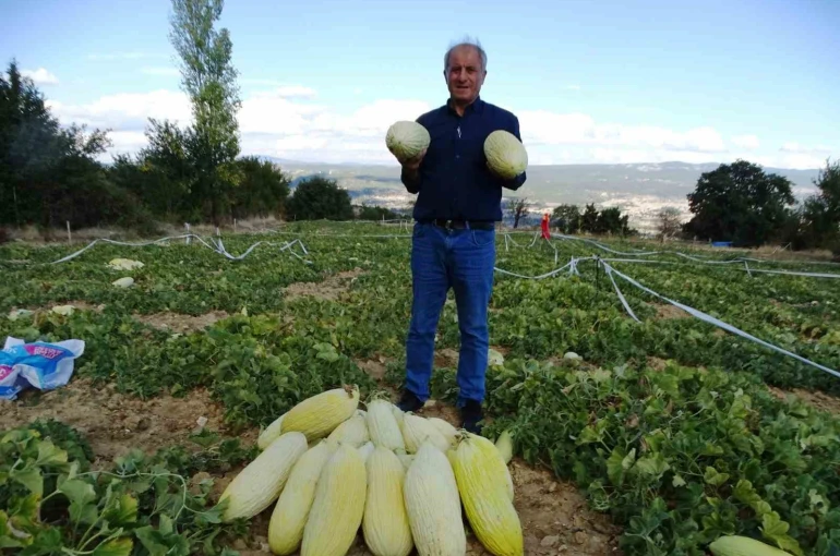 Kütahya’da ’Göncek Kavunu’nun hasadı başladı