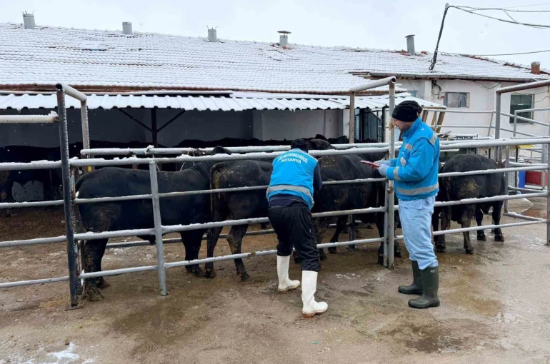 Kütahya’da ithal besilik erkek sığırlar için millileştirme çalışmaları sürüyor