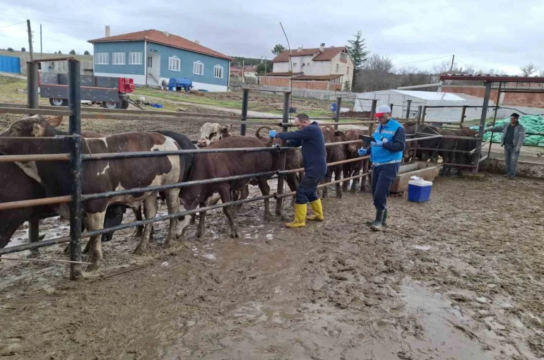 Kütahya’da ithal besilik sığırların aşılama ve sağlık kontrolleri yapıldı 