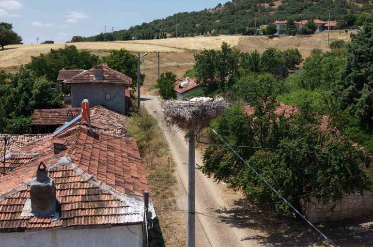 Kütahya’da leylekler bu köyün maskotu oldu