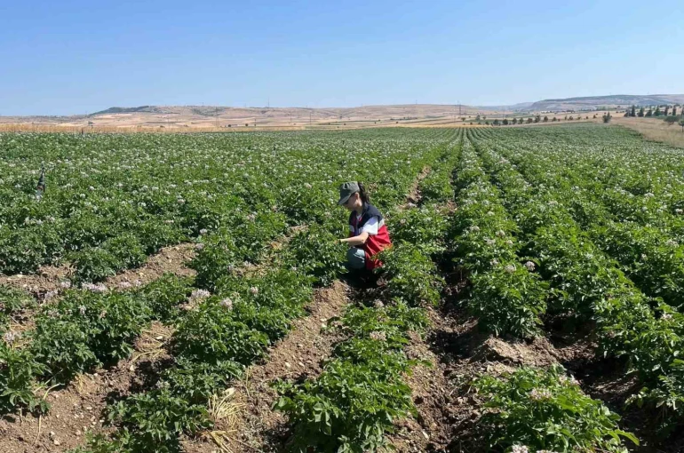 Kütahya’da patates tarlalarında bitki pasaportu denetimleri başladı 