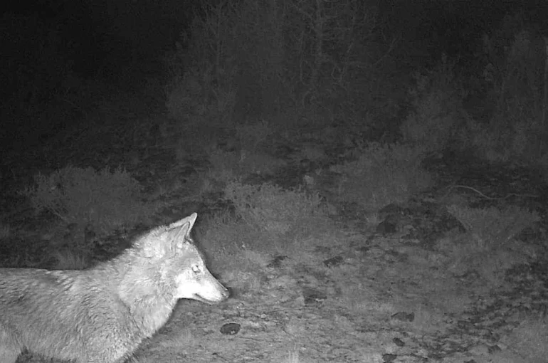 Kütahya’da yaban hayatı fotokapana takıldı 