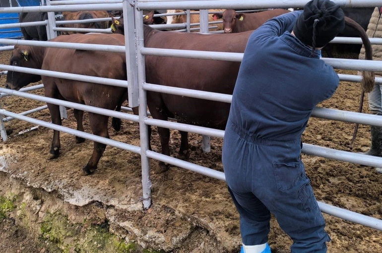 Kütahya’ya Brezilya’dan gelen ithal gebe düveler sağlık kontrolünden geçirildi 