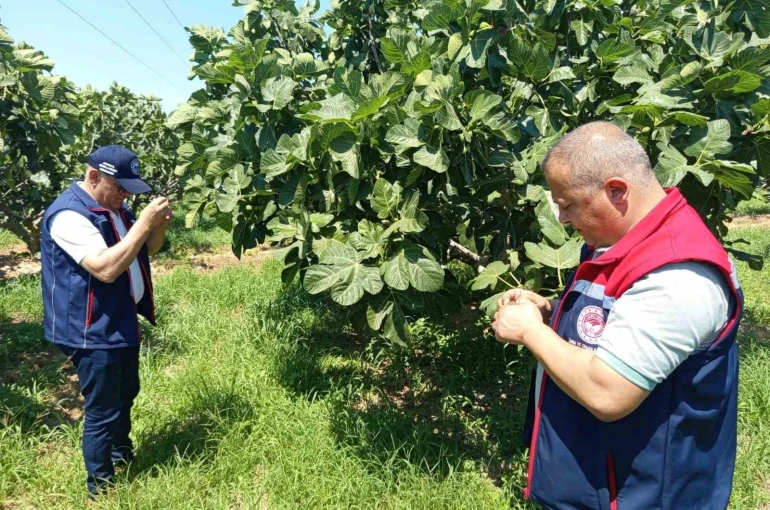 Kuyucak’ta incir üreticilerine zararlı uyarısı 