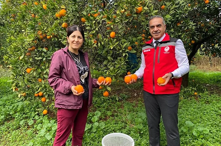 Kuyucak’ta portakal hasadı yapıldı, üreticilere belgeleri teslim edildi 