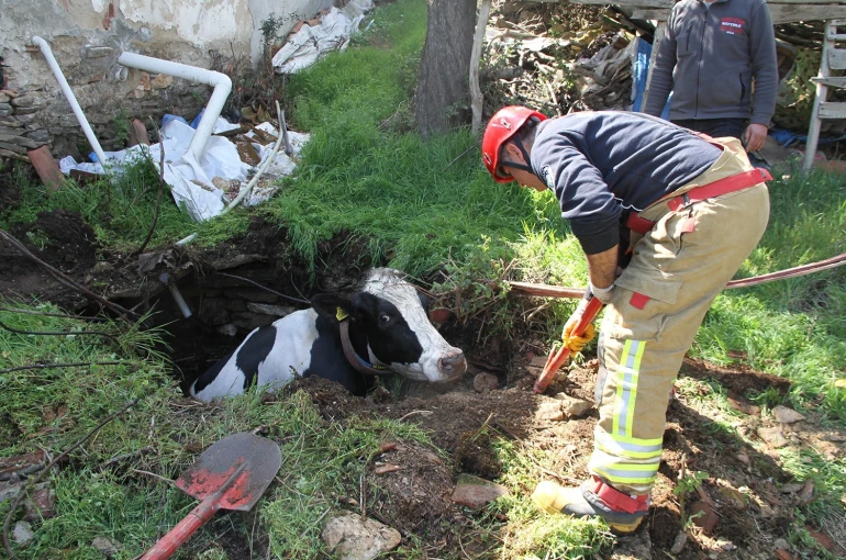 Kuyuya düşen 7 aylık gebe inek kurtarıldı 