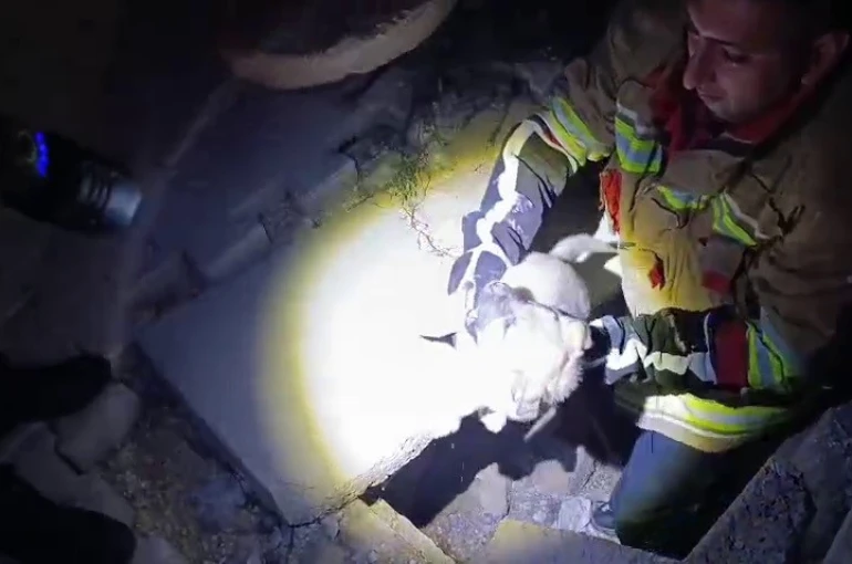 Kuyuya düşen yavru köpeği itfaiye kurtardı 