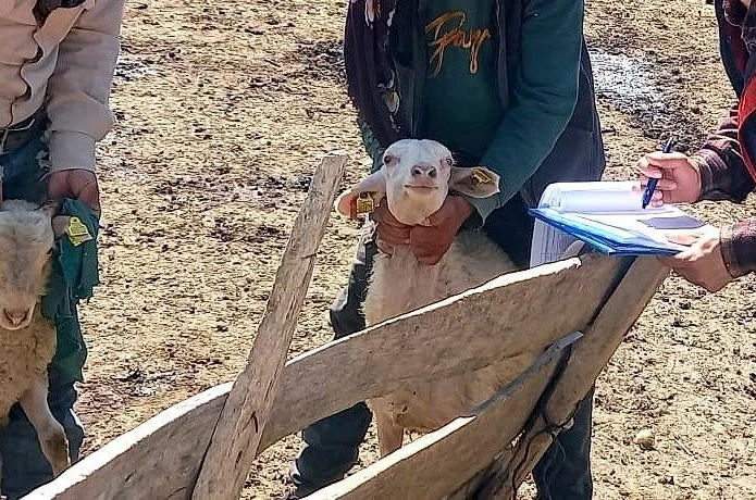 Kuzuların gelişim süreçleri kontrol edildi 