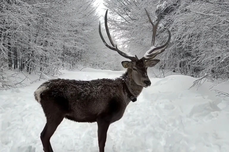 Kuzuyayla’da tatilcilere kar ve kızıl geyik sürprizi 