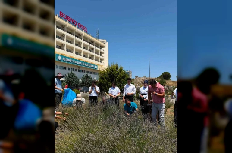 Lavanta kokulu okulda hasat heyecanı yaşandı 