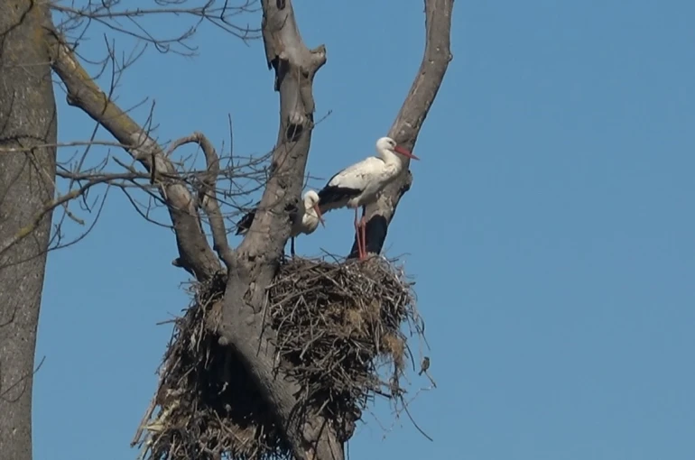 Leylekler baharın müjdesiyle geri döndü 