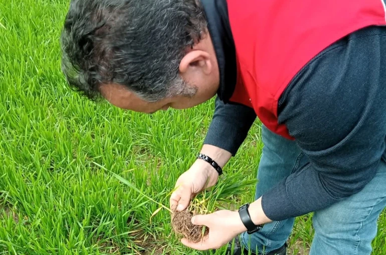 Lüleburgaz’da kanola ve buğday ekili alanlarda teknik kontroller yapıldı 