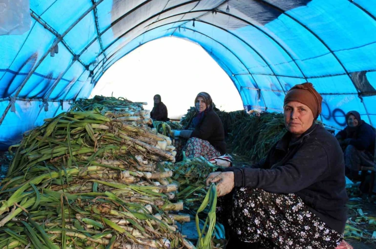 Lüleburgaz’da pırasa hasadı