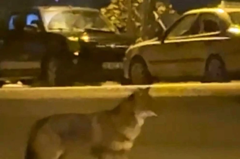 Mahallede yiyecek arayan tilki kamerada