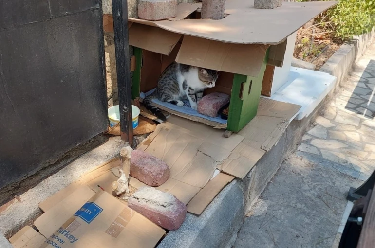 Mahalleli ve cami cemaatinin baktığı kedilerin evlerini çöpe attılar