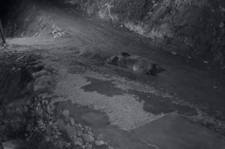 Mahalleliyi canından bezdiren ayının evinin önünde yattığını görünce kamyoneti ile peşine düştü 