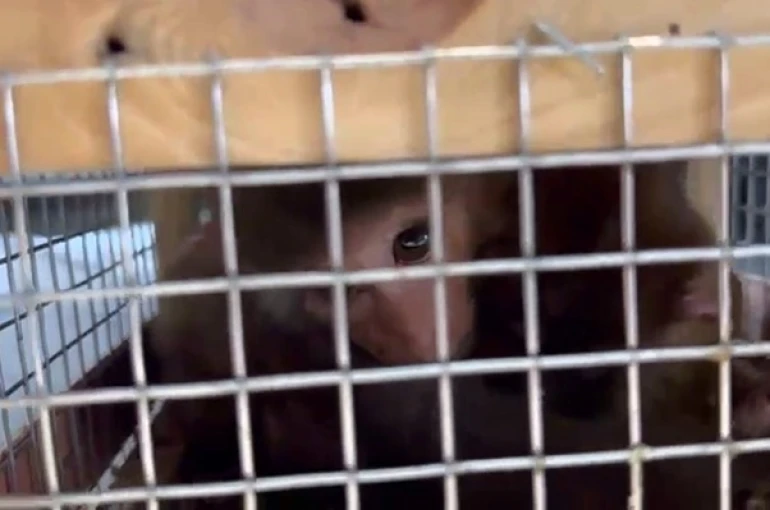 Makak maymunu ve şahinler kaçakçıların pençesinden kurtarıldı