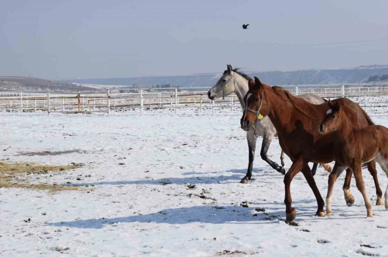 Malatya’da 2026 şampiyon adayı taylar dünyaya gelmeye başladı 