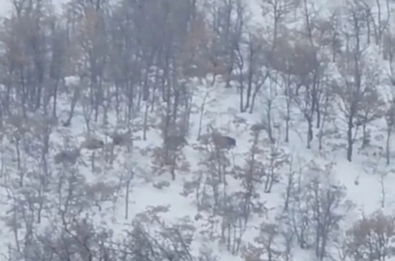 Malatya’da aç kalan domuz ve kurtlar, yerleşim yerlerine indi 