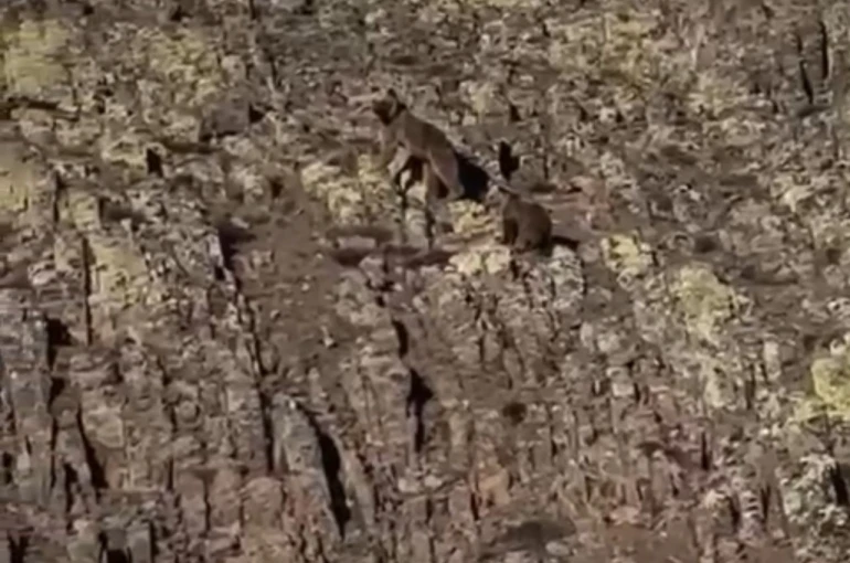 Malatya’da ayı ve yavrusu görüntülendi 